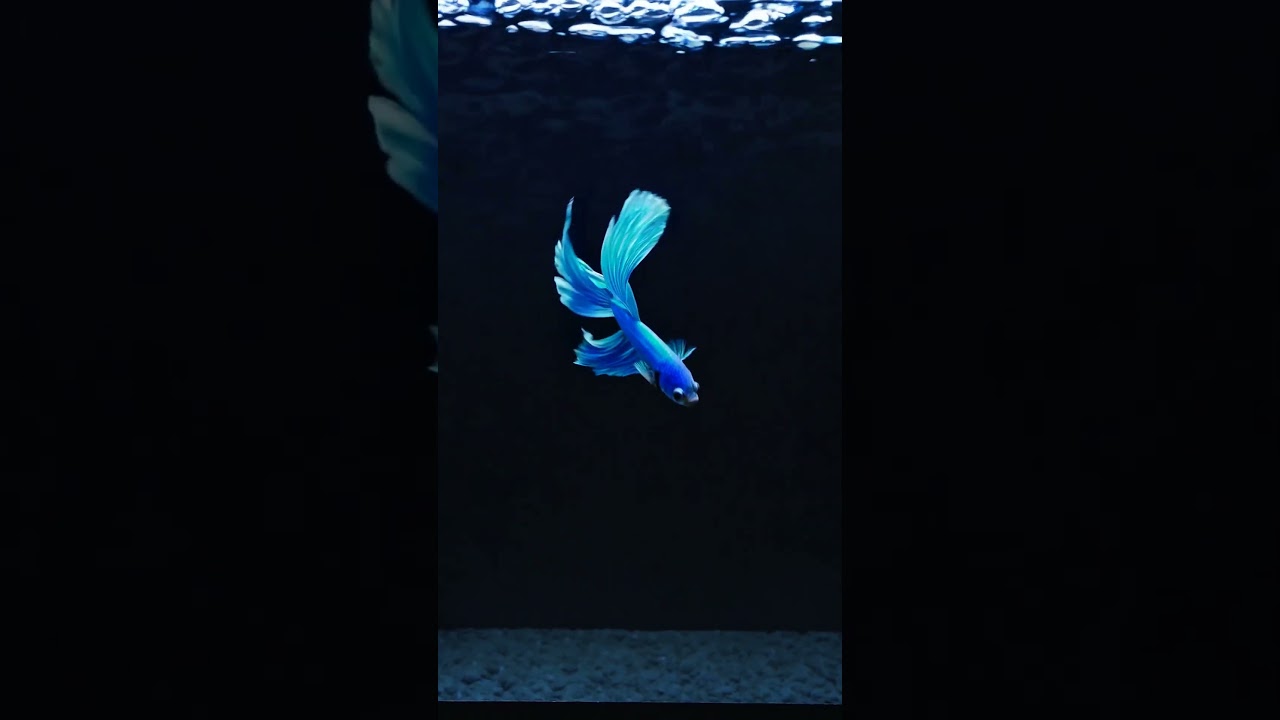 A Cute Blue Guppy Fish in Aquarium | AI Cinematic Macro Wildlife | RDFX AI