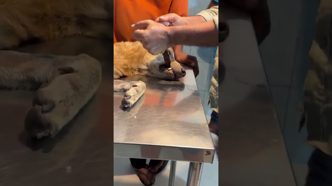 Mani video