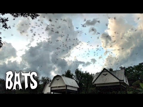 3rd YouTube video about are there bats in florida