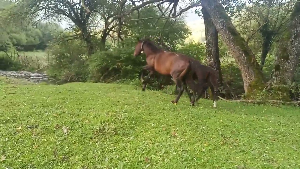 Cavallo protetto arranca nel pascolo con le zampe legate