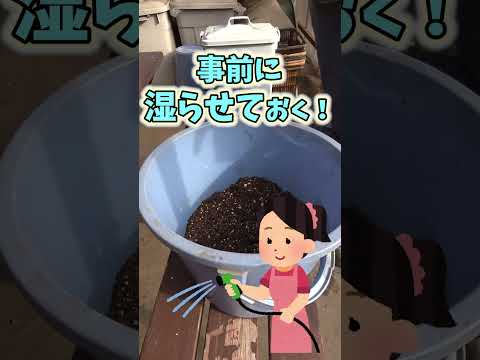 庭、鉢、温室に大根をいつどのように播種するのですか？  庭園