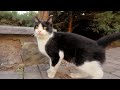 Two Cute Tuxedo Cat Meowing Loudly Asks For Food