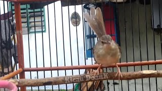 Download lagu Ciblek Gunung Gacor Untuk pancingan Agar Cepat Gacor Ngebren mp3 Download lagu Ciblek Gunung Gacor Untuk pancingan Agar Cepat Gacor Ngebren mp3