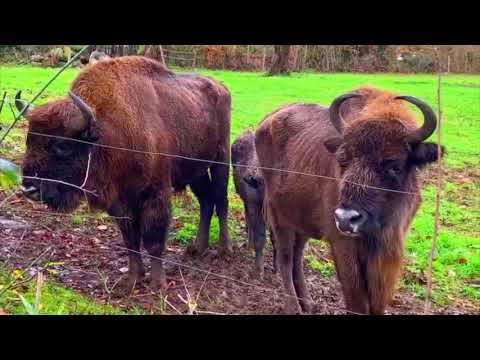 Imagen Caballos Przewalski y Bisontes europeos