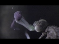dragonfly eat tadpole