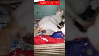 Download lagu KUCING MELAHIRKAN 😻 #kucing #melahirkan #shorts #videoshort #shortvideo mp3 Download lagu KUCING MELAHIRKAN 😻 #kucing #melahirkan #shorts #videoshort #shortvideo mp3