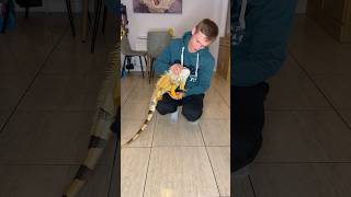 Never thought he will ask like this to cuddle him🥹#foryou #explore #shorts #pets #animals #wildlife