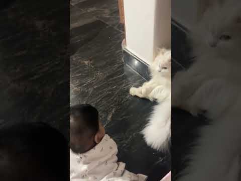 when Ayshu talk with sothuppa 😂🧿💗#babyshorts #cat #instareels #trendingshorts