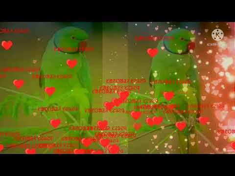 Amah injah nowa dular disom holko badaya old santali song