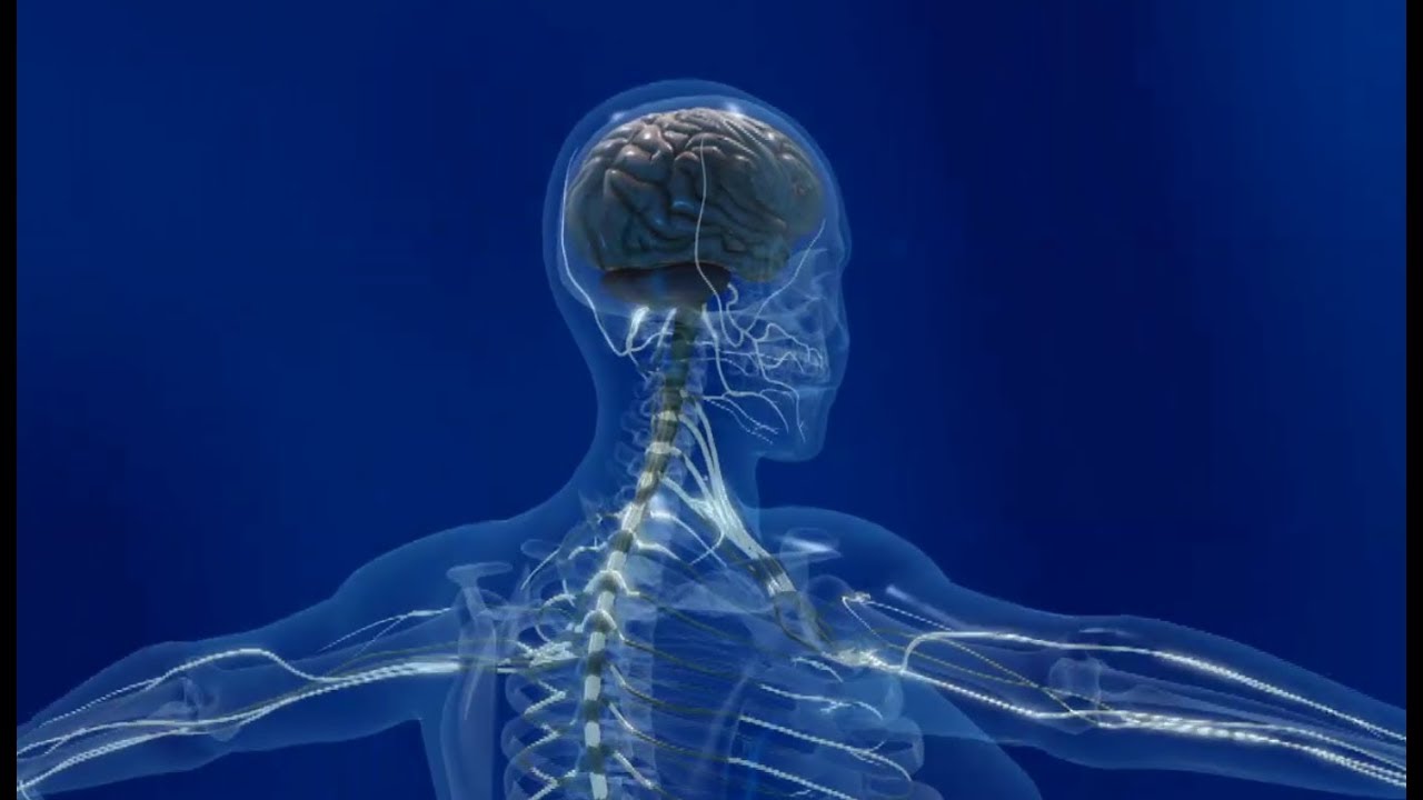 Corpus : sport et santé