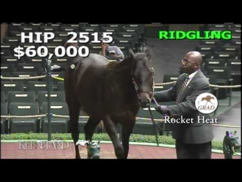 Rocket Heat as a Keeneland September Yearling