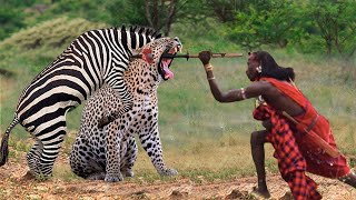 OMG! Maasai Aboriginal Warrior Take Down Cheetah To Rescue for Zebra - Lions, Leopard vs Zebra