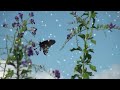 Butterfly by Lenny Kravitz (with lyrics)