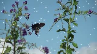 Butterfly by Lenny Kravitz (with lyrics)