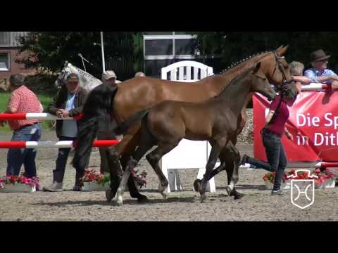 HEI044CH Hengstfohlen von Crumble - Cassini II - Landgraf I