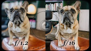 How to Choose the Right Aperture for Your Photos