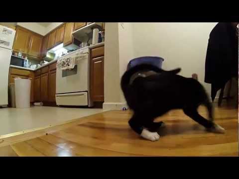 Epic Laser Pointer Cats | GoPro Hero 3