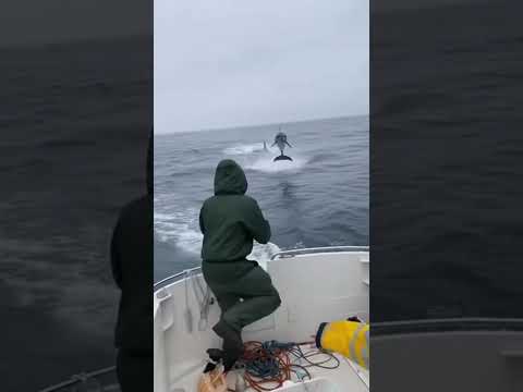 Dolphin’s INSANE escape!