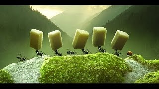 Videoklip Dominika Mirgová - Chrobáčikovia (ft. Miro Jaroš) s textom piesne