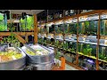 Aquarium Stores In Palm Beach County