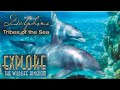 Explore the Wildlife Kingdom | Dolphins: Tribes of The Sea | Full Movie | Grant Goodeve