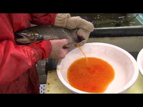 Nova Scotia Fishing Hatcheries