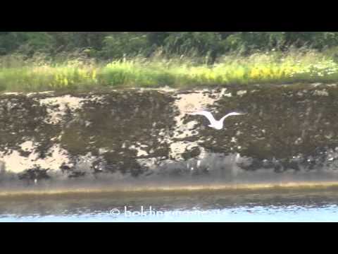 Sabine's Gull, at Startops Reservoir, Thursday 5th July 2012
