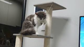 인공지능 캣타워