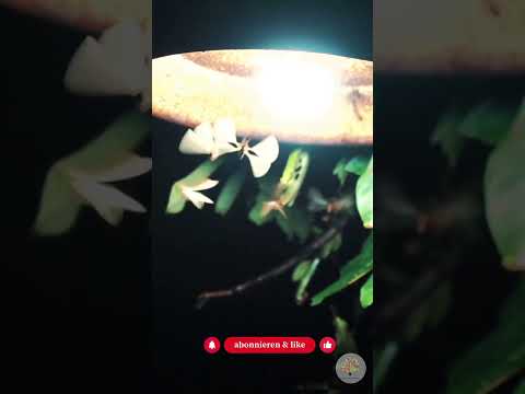 Insektenfreundliche Beleuchtung: 3 Regeln gegen Lichtverschmutzung im Garten