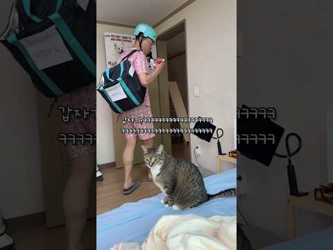 햄버거 먹는 고양이