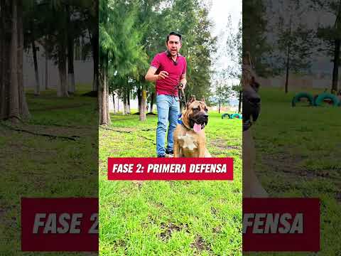 Cane Corso protection is put to the test 😱 #dogs #pets #canecorso #canineeducation