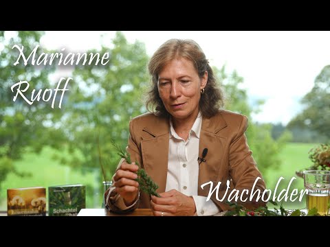 Wacholder - Eine der wichtigsten Heilpflanzen der Volksmedizin