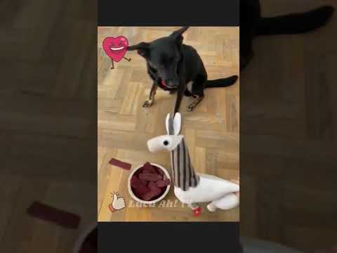 Ha...aku pun bisa mati ni...😂😂 | Ha...I can die too...😂😂  #shorts