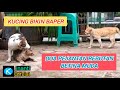 Betina Muda Dikawin 2 Jantan Kucing Kawin Dengan 2 Jantan