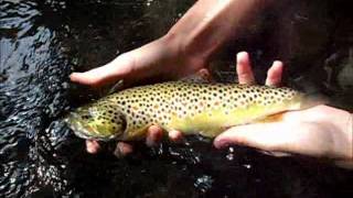 Miniature de la vidéo Truite au poisson-nageur Pointer 48 SP de Lucky Craft