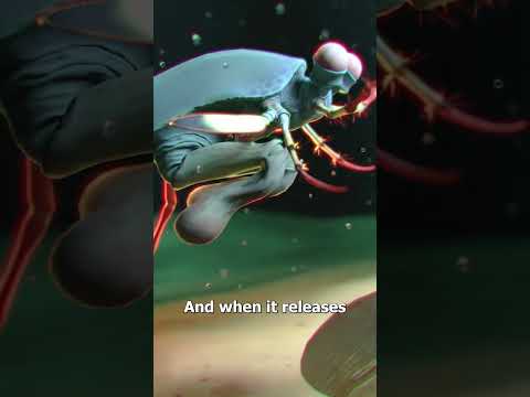 The Mantis Shrimp’s Killer Punch 😮