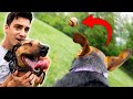 I Gave My Dog A Camera And Played Fetch