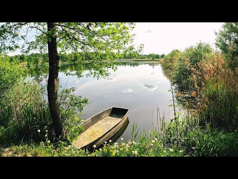 77. Poland is beautiful!  A morning walk next to the ponds with the sounds of nature 4K