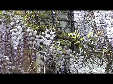 @ionbogdanstefanescu  Carlos Gardel - La Cumparcita