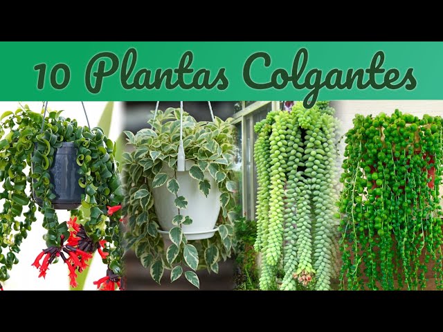 Vídeo relacionado con 3 plantas artificiales colgantes, plantas artificiales colgantes, 100 cm, hiedra falsa, plantas artificiales, vid, plantas verdes, plantas de balcón, plantas de plástico para interior y exterior