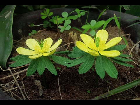 ABC TV | How To Make Winter Aconite Paper Flower From Crepe Paper - Craft Tutorial