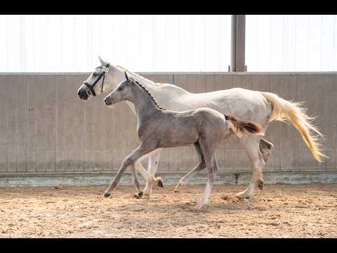 Diablo van Hof ter Linde (BREEMEERSEN DIAMOND x CORLAND) - Video 2 video thumbnail