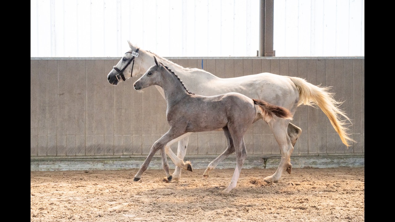 Diablo van Hof ter Linde (BREEMEERSEN DIAMOND x CORLAND) video 1