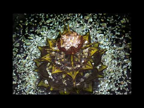 Grenzenlose Fülle, Freiheit und Gesundheit /Gesetz der Anziehung/ Heilende Frequenzen nach Dr. Rife