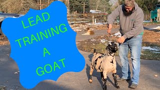 Lead Training A Goat
