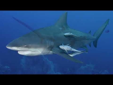 20 Types of Sharks Around the World