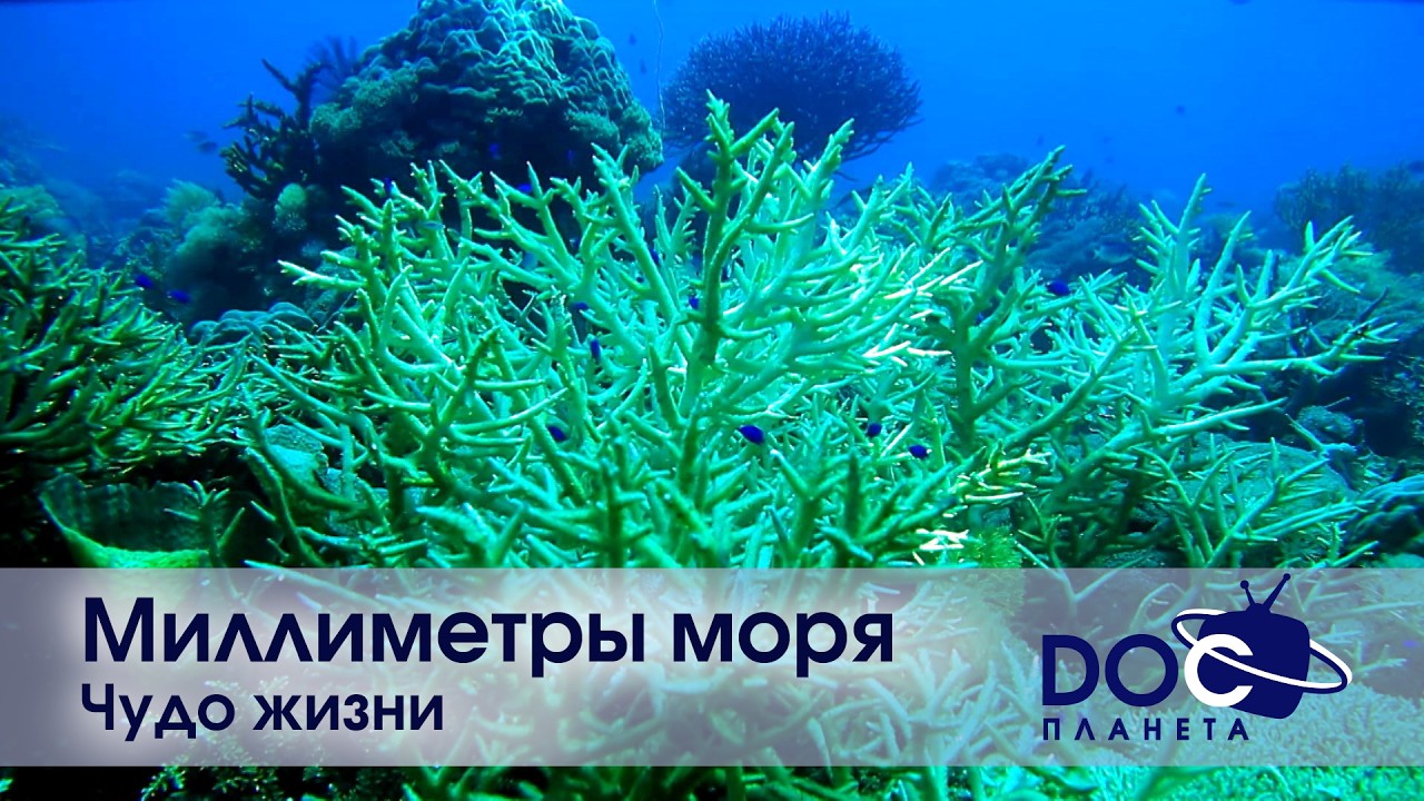 Миллиметры моря - Часть 3.Чудо жизни - Документальный фильм