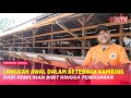 Memulai Bisnis Ternak Kambing Ikuti Langkah Langkahnya Supaya Berhasil