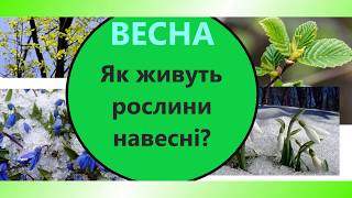 Навчаємося дистанційно