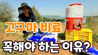 고구마 비료 하면 어떤 효과가! 맛과 수확량 확실한 차이가 있다 왜?
